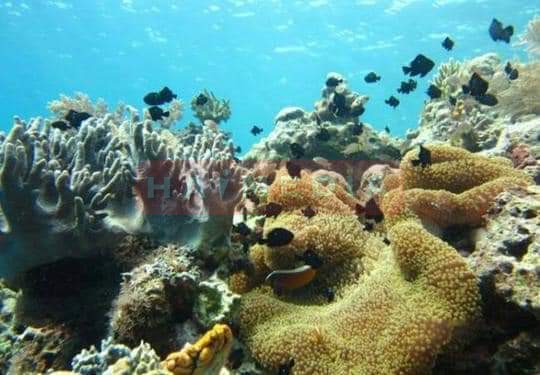  Pulau Abang Surga Bagi Para Pecinta Snorkeling dengan Keindahan Blue Coral