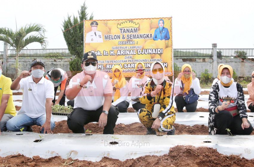  Arinal dan Riana Tanam Melon dan Semangka di PKK Agropark Lampung