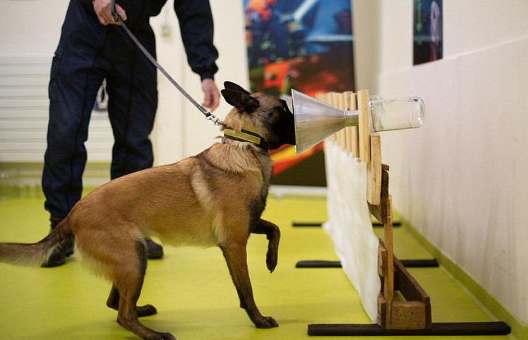  Tak Hanya Mengendus Narkoba, Anjing di Ceko Kini Dilatih untuk Endus Aroma Covid-19