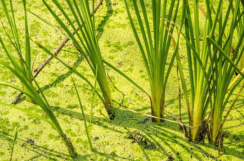  Manfaat Tanaman Vetiver dari Mencegah Longsor dan Banjir Hingga Anti Inflamasi