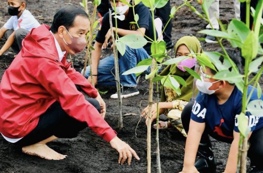  Kunjungi Batam, Presiden Tekankan Pentingnya Merawat dan Memelihara Hutan Mangrove di Tanah Air